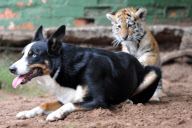 Dog takes care of baby tigers and hyenas at Seaview Lion Park, Port Elizabeth, South Africa - 15 May 2012