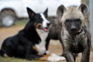 Dog takes care of baby tigers and hyenas at Seaview Lion Park, Port Elizabeth, South Africa - 15 May 2012
