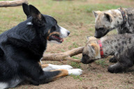 Dog takes care of baby tigers and hyenas at Seaview Lion Park, Port Elizabeth, South Africa - 15 May 2012
