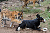 Dog takes care of baby tigers and hyenas at Seaview Lion Park, Port Elizabeth, South Africa - 15 May 2012
