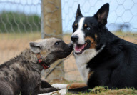 Dog takes care of baby tigers and hyenas at Seaview Lion Park, Port Elizabeth, South Africa - 15 May 2012