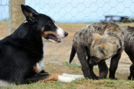 Dog takes care of baby tigers and hyenas at Seaview Lion Park, Port Elizabeth, South Africa - 15 May 2012