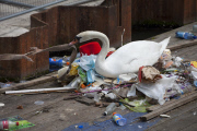 Swan Amsterdam