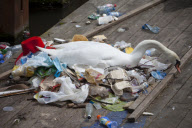 Swan Amsterdam