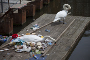 Swan Amsterdam