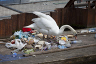 Swan Amsterdam
