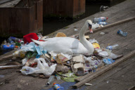 Swan Amsterdam