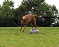 Remote controlled toys for high-energy dogs, California, America - May 2012