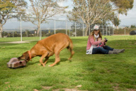 Remote controlled toys for high-energy dogs, California, America - May 2012
