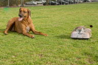 Remote controlled toys for high-energy dogs, California, America - May 2012