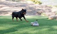 Remote controlled toys for high-energy dogs, California, America - May 2012