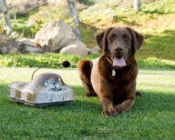Remote controlled toys for high-energy dogs, California, America - May 2012
