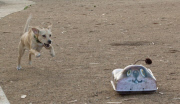 Remote controlled toys for high-energy dogs, California, America - May 2012
