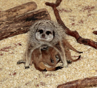 Rare set of meerkat sextuplet babies born at Paradise Wildlife Park, Hertfordshire, Britain - 10 May 2012