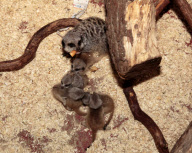 Rare set of meerkat sextuplet babies born at Paradise Wildlife Park, Hertfordshire, Britain - 10 May 2012