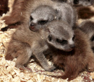 Rare set of meerkat sextuplet babies born at Paradise Wildlife Park, Hertfordshire, Britain - 10 May 2012