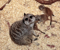Rare set of meerkat sextuplet babies born at Paradise Wildlife Park, Hertfordshire, Britain - 10 May 2012