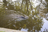 Wildschweinjagd