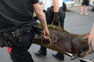 Wildschweinjagd