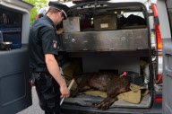 Wildschweinjagd