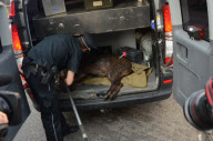 Wildschweinjagd