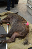 Wildschweinjagd