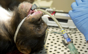 Chimp undergoes dental work on her teeth at the Onderstepoort Veterinary Academic Hospital, Pretoria, South Africa - 25 May 2012