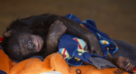 Chimp undergoes dental work on her teeth at the Onderstepoort Veterinary Academic Hospital, Pretoria, South Africa - 25 May 2012