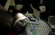 Chimp undergoes dental work on her teeth at the Onderstepoort Veterinary Academic Hospital, Pretoria, South Africa - 25 May 2012