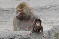 Zoo Hamburg - Mantelpavian