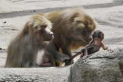 Zoo Hamburg - Mantelpavian