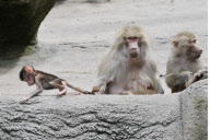 Zoo Hamburg - Mantelpavian