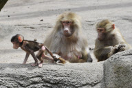 Zoo Hamburg - Mantelpavian
