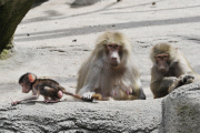 Zoo Hamburg - Mantelpavian