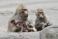 Zoo Hamburg - Mantelpavian