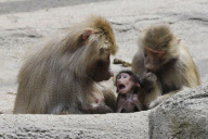 Zoo Hamburg - Mantelpavian