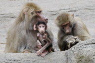 Zoo Hamburg - Mantelpavian