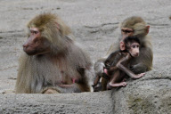 Zoo Hamburg - Mantelpavian