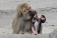 Zoo Hamburg - Mantelpavian