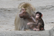 Zoo Hamburg - Mantelpavian