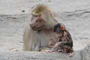 Zoo Hamburg - Mantelpavian