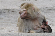 Zoo Hamburg - Mantelpavian