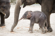 Asiatisches Elefantenbaby erkundet das Freigehege im Tierpark Berlin