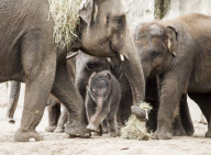 Asiatisches Elefantenbaby erkundet das Freigehege im Tierpark Berlin