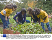 First Lady Michelle Obama harvests the garden with the help of local school children on the South Lawn of the White House, Washington DC, America - 29 Oct 2009