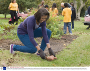 First Lady Michelle Obama harvests the garden with the help of local school children on the South Lawn of the White House, Washington DC, America - 29 Oct 2009