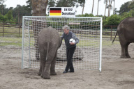 Orakel-Elefant Nelly