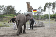 Orakel-Elefant Nelly