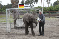 Orakel-Elefant Nelly