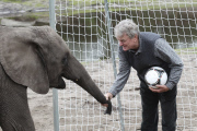 Orakel-Elefant Nelly